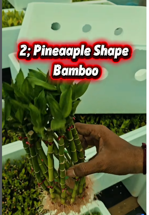 Image Slider