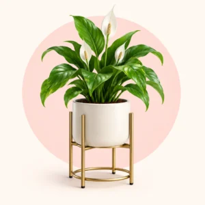 indoor-plants