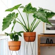 Combo Plants