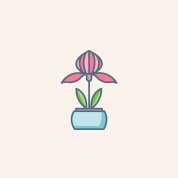 lucky-bamboo