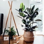 Lucky bamboo