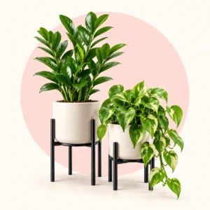 combo-plants