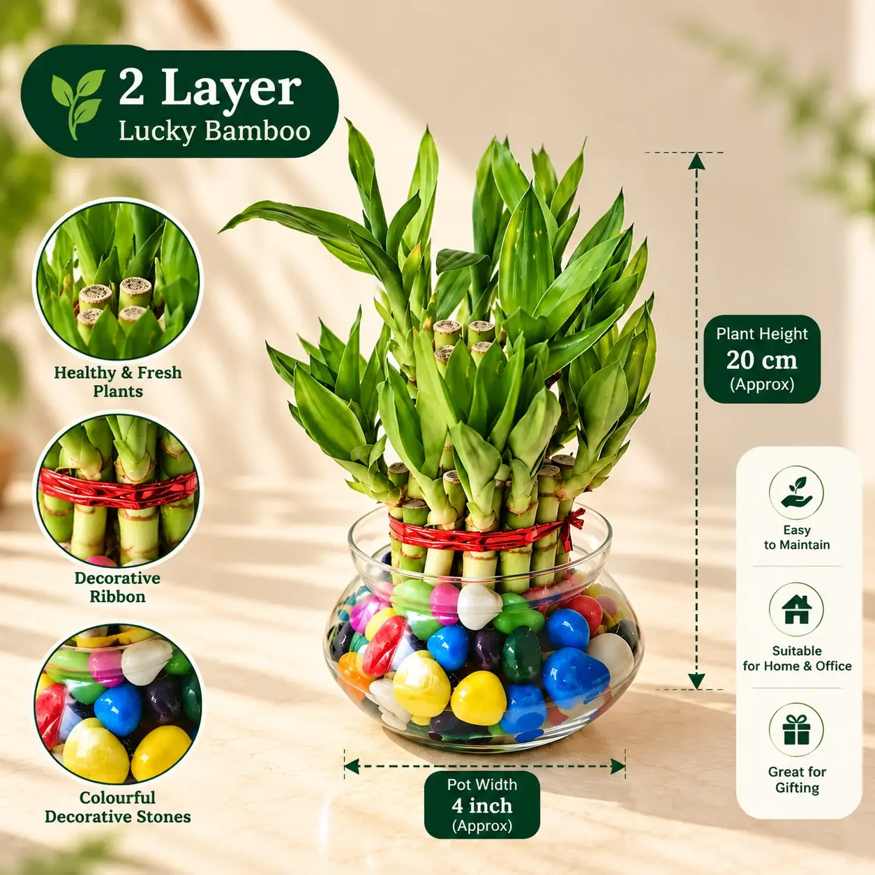 green-station-lucky-bamboo-image-3-dimensions-features