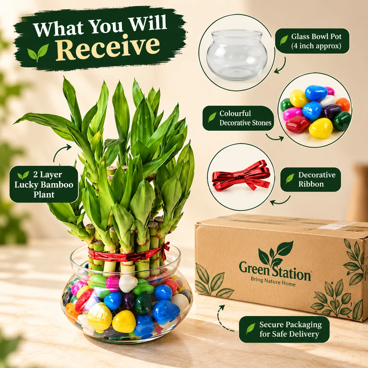 green-station-lucky-bamboo-image-4-what-you-receive