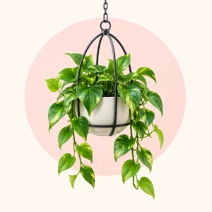 house-plants