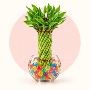 lucky-bamboo