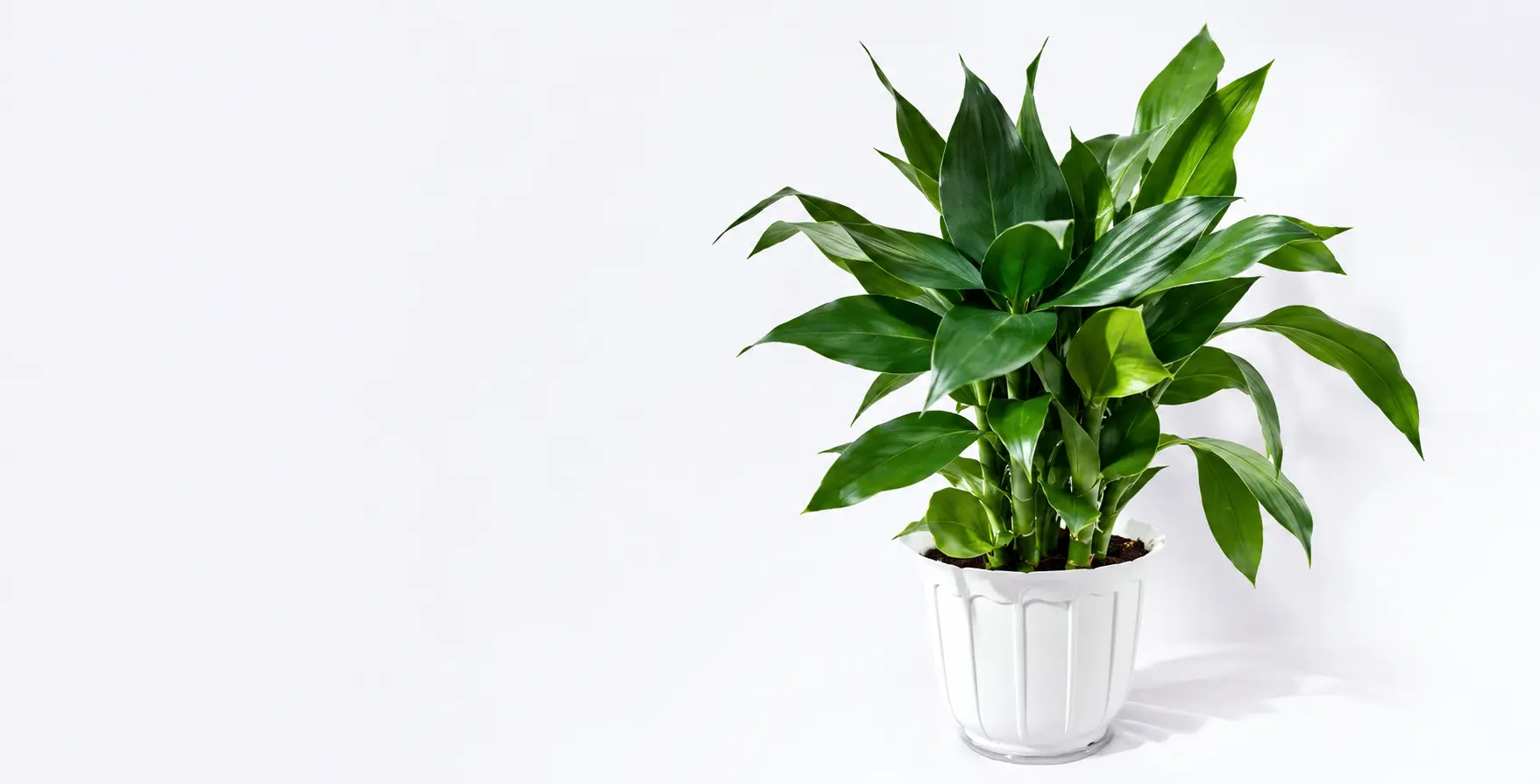 Image Slider