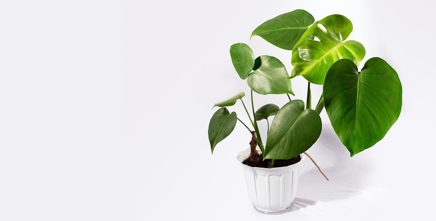 Image Slider