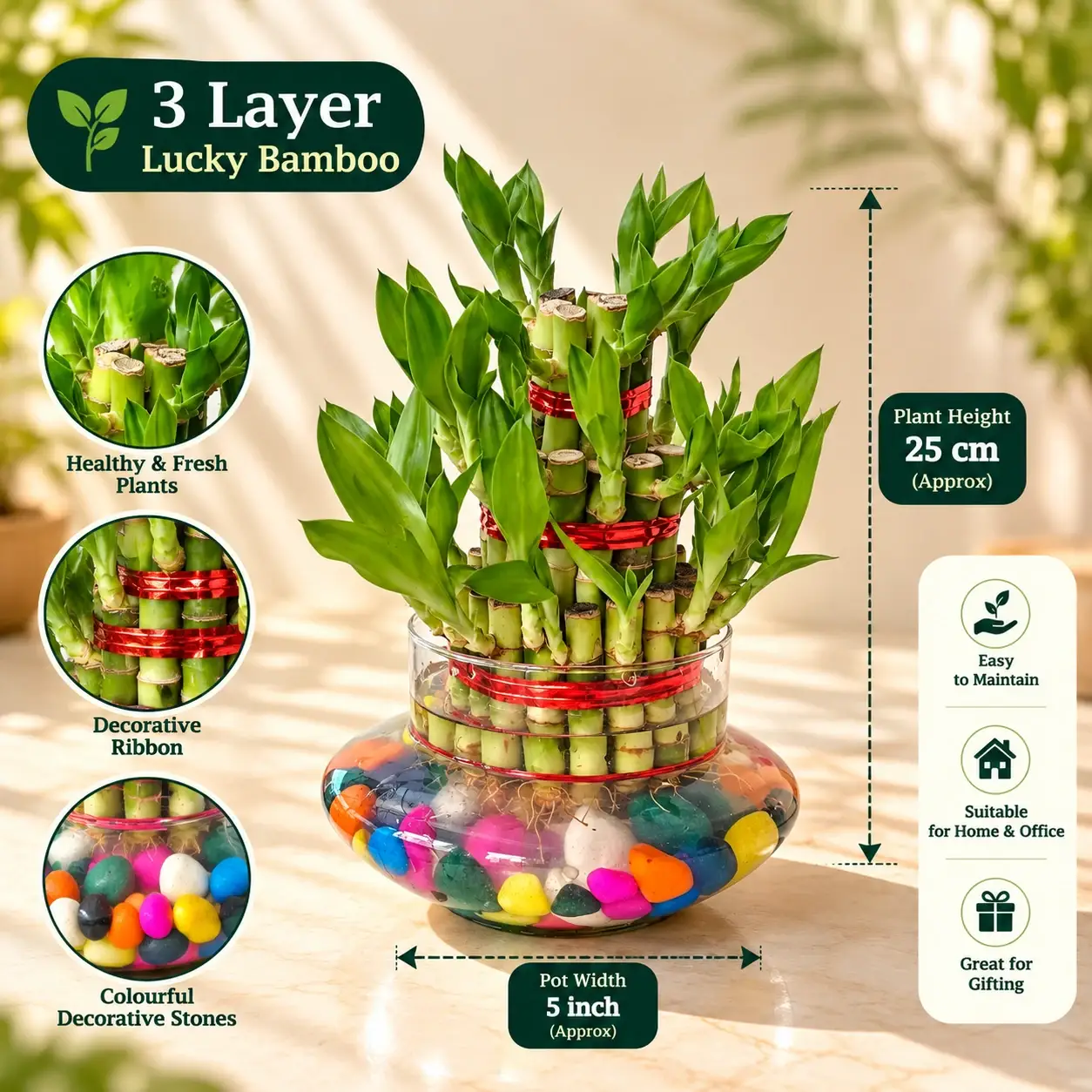 green-station-3-layer-lucky-bamboo-dimensions
